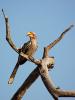 Africa Wildlife, Hornbill, Coraciiformes, Bucerotidae, ABTD01_002