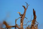 Africa Wildlife, Hornbill, Coraciiformes, Bucerotidae, ABTD01_004