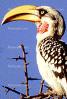 Southern Yellow-billed Hornbill, (Tockus flavirostris), Coraciiformes, Bucerotidae, ABTV01P02_01C
