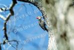Woodpecker, Tree, Coraciiformes, Bucerotidae, ABTV01P02_08