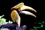 Great Hornbill, (Buceros bicornis), Coraciiformes, Bucerotidae, ABTV01P02_09