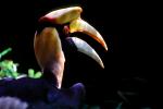 Great Hornbill (Buceros bicornis), Coraciiformes, Bucerotidae, ABTV01P02_10