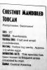 Chestnut Mandibled Toucan, (Ramphastos swainsonii), ABTV01P02_15