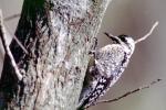 Woodpecker, ABTV01P02_16