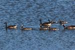 Wildlife, Canadian Geese, Novato Estuary, Marin County, California