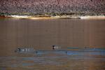 Wetlands, Ducks, Pahranagat National Wildlife Refuge, Nevada, ABWD01_039