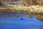 Wetlands, Ducks, Pahranagat National Wildlife Refuge, Nevada, ABWD01_044