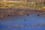 Wetlands, Ducks, Reeds, Pahranagat National Wildlife Refuge, ABWD01_045