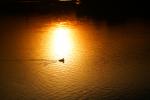 Ducks in the Sunset, Turkey, ABWD01_046