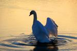 Swans, ABWD01_050