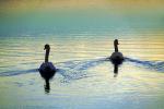 Swans, ABWD01_051