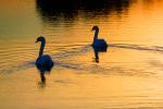 Swans riding off into the GOLDEN Sunset