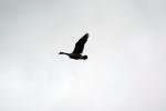 Barn Swallows, ABWD01_054