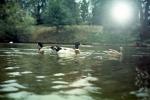 Sun, Water, Goose, Pond, Lake, ripples, UC Davis, California, Wavelets, ABWV01P01_04
