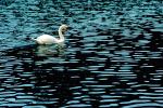 Swan, pond, lake, ripples, Wavelets, ABWV01P01_06.1567