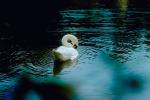 Swan, pond, lake, ripples, concentric rings, Wavelets, ABWV01P01_07.3344