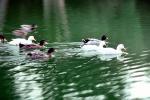 Duck, pond, ripples, Wavelets