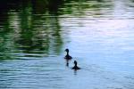 Ducks on a pond, lake, wake, ripples, Wavelets