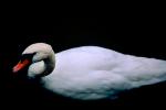 Swan, ABWV01P03_03.3344
