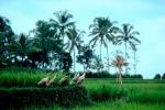 Ducks, Rice fields, palm trees, ABWV01P03_09.3344