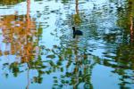 Duck, pond, lake reflection, ripples, Wavelets