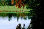 Ducks, pond, lake, bucolic