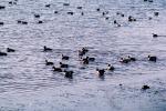 ducks, lake, ripples, Wavelets