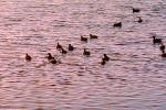 ducks, lake, ripples, Wavelets, ABWV01P03_19.3344