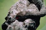 Black Swan, ABWV01P04_05.3344