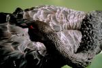 Black Swan, ABWV01P04_06.3344
