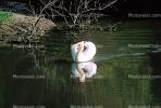 Swan, Reflection, pond, lake, ABWV01P04_17.1709