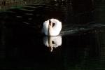 Swan, Reflection, pond, lake, ABWV01P04_18
