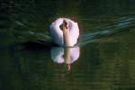 Swan, Reflection, pond, lake, ABWV01P04_19.3344