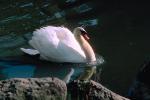 Swan, pond, lake, ABWV01P05_01.3344