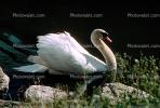 Swan, Napa Valley, ABWV01P05_02.1709