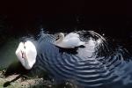 Swan, ripples, pond, lake, Wavelets, ABWV01P05_06