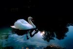 Swan, Reflection, pond, lake, ABWV01P05_07.3344