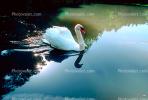Swan, Reflection, pond, lake, ABWV01P05_08.1709