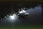 Swan, Napa Valley, ABWV01P05_12