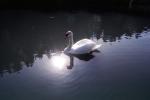 Swan, Napa Valley, ABWV01P05_13