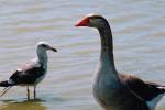 Goose, seagull, ABWV01P05_17.3344
