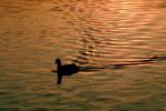 Duck, placid, wake, reflection, Santa Barbara California