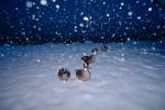 duck, snowing, ABWV01P11_11.3345