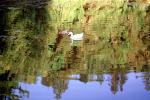 Duck, Bullfrog-Pond, ABWV01P12_06