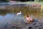 Swan, Duck, Bullfrog-Pond, ABWV01P12_10.3345
