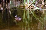 Swan, Duck, Bullfrog-Pond, ABWV01P12_13.3345