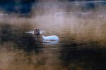 Swan, Duck, Bullfrog-Pond, ABWV01P12_15.3345