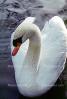 Swan, Oregon, ABWV01P13_08