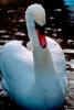 Swan, Oregon, ABWV01P13_09.3345