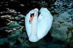 Swan, Oregon, ABWV01P13_15.3345